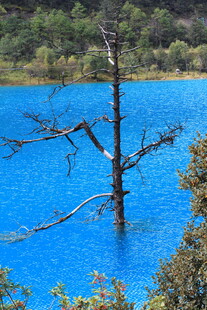 蓝色湖水中的枯树景观