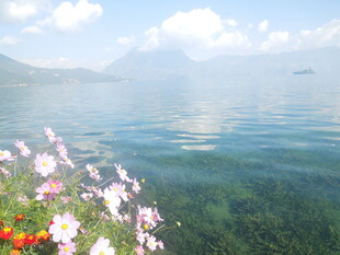 湖畔繁花与澄澈湖水美景