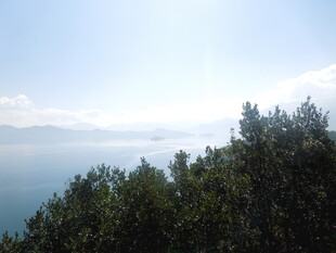 林间眺望广阔蓝色海面