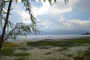 海边景致 枝叶摇曳