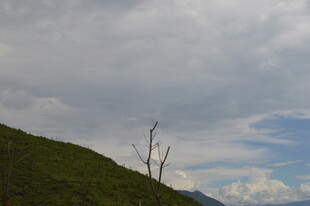 山巅枯树与多云天空