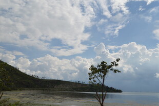 湖畔孤树 天地悠然之景