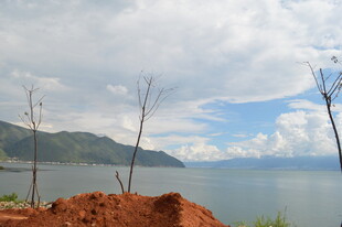 湖畔红土与枯树的景致