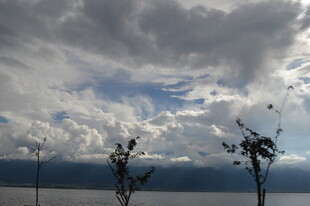 阴云下的湖边树木景致