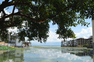 河畔绿树映景 宁静风光