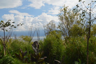 蓝天白云下的茂密植被