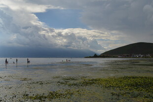 海边浅滩漫步的悠闲景象