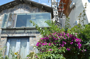 老旧房屋旁绽放的紫花