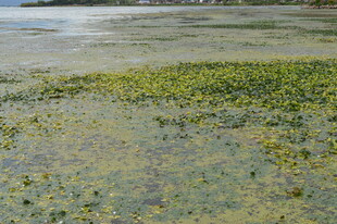 水面漂浮的绿色水生植物