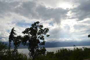 乌云下的树木与开阔景致