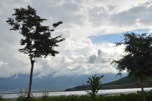 蓝天白云下的树木与远景