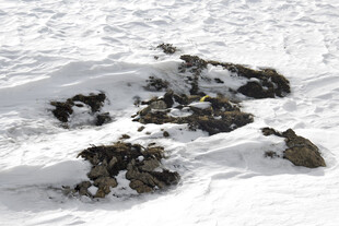 雪地上的黑色物体