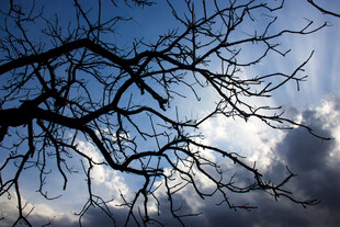 冬日树枝与天空的景致