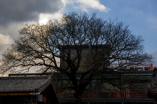 古树下的传统建筑景观