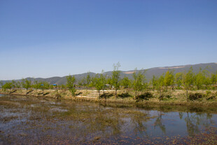 河畔绿意盎然的自然景致