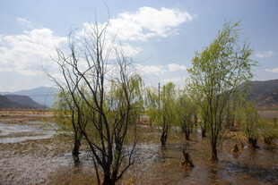 水浸树林的自然景观