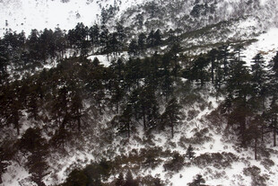 冬日山林雪景图