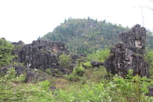 嶙峋怪石与繁茂植被景观