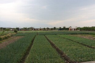 田野中的整齐农田