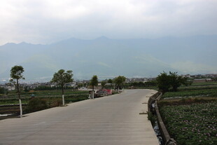 乡村小路旁的田园风光