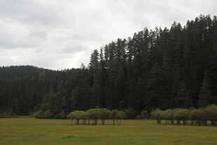 山林边的开阔草地景观