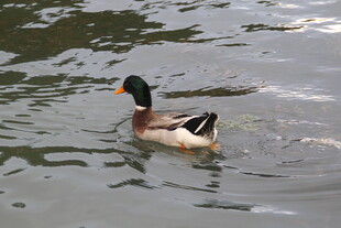 水中游弋的鸭子