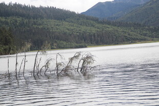 湖面上的枯木与远山景色