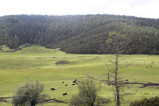 草原山林间的宁静风光