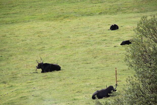 草原上的几头黑色牦牛