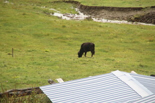 草原上的牛与金属屋顶