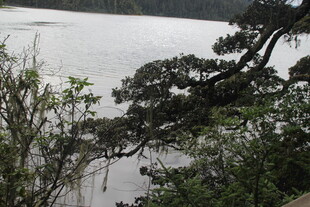 湖畔松枝与绿植景致