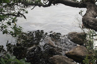 溪边繁茂枝叶与嶙峋怪石