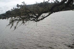 水边垂枝的静谧自然景象