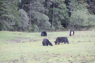 草原上的黑色牛群