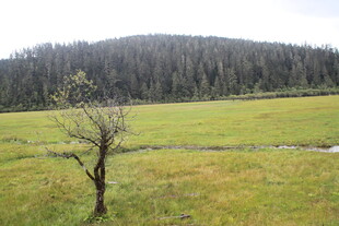 草原孤树 静谧自然之景