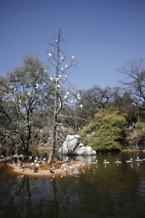 日式园林湖畔景致