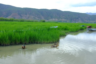 河畔绿野间的悠然水鸟