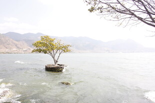 孤树屹立于宁静湖水畔