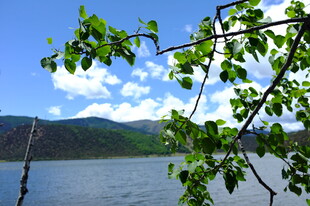湖畔枝头绿意与蓝天美景