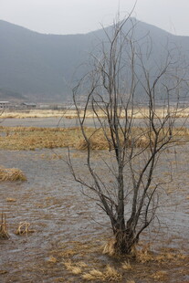 枯树立于湿地与远山前