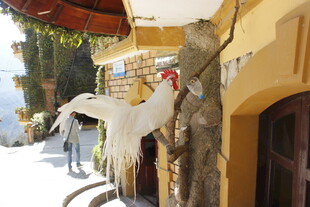 街头装饰的白色艺术马