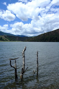 湖畔枯木与蓝天白云之景