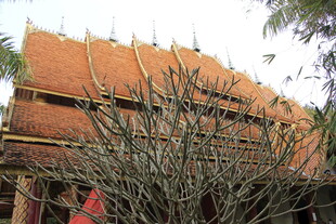 传统建筑前的绿植景观