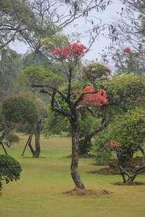 公园中绽放红花的秀丽树木