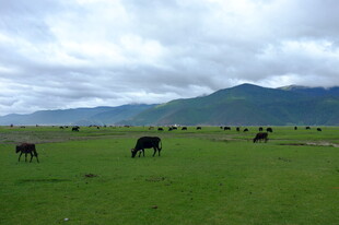草原上的牛群悠然吃草