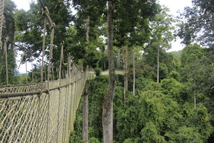 雨林中的悬索桥景观