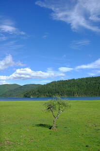 草原孤树与蓝天湖泊美景