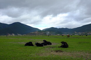 草原上休憩的黑色牦牛群