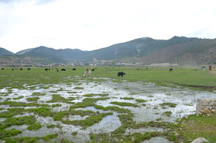 山间水田 牛群悠然图景