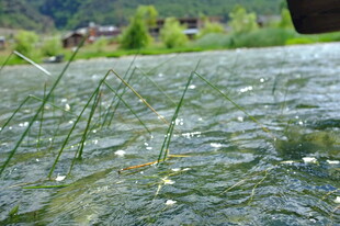 清澈溪水中的嫩绿水草